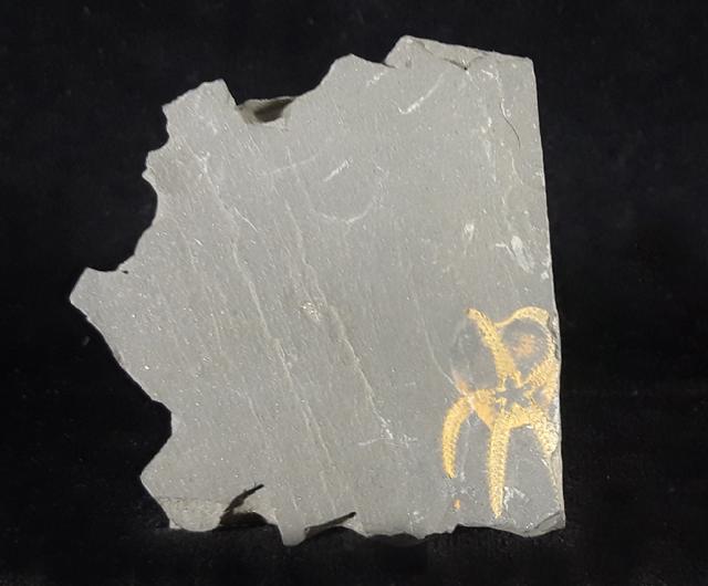 Ophiura sp. LAMARCK 1801 - Bild © FossNet FossilienStore
